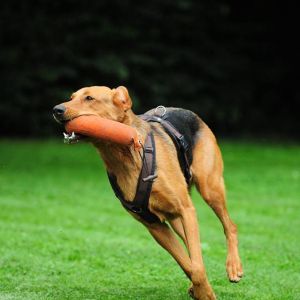 Bonnie beim Dummytraining