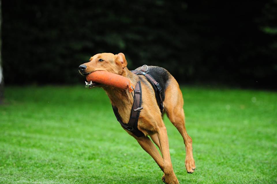 Bonnie beim Dummytraining