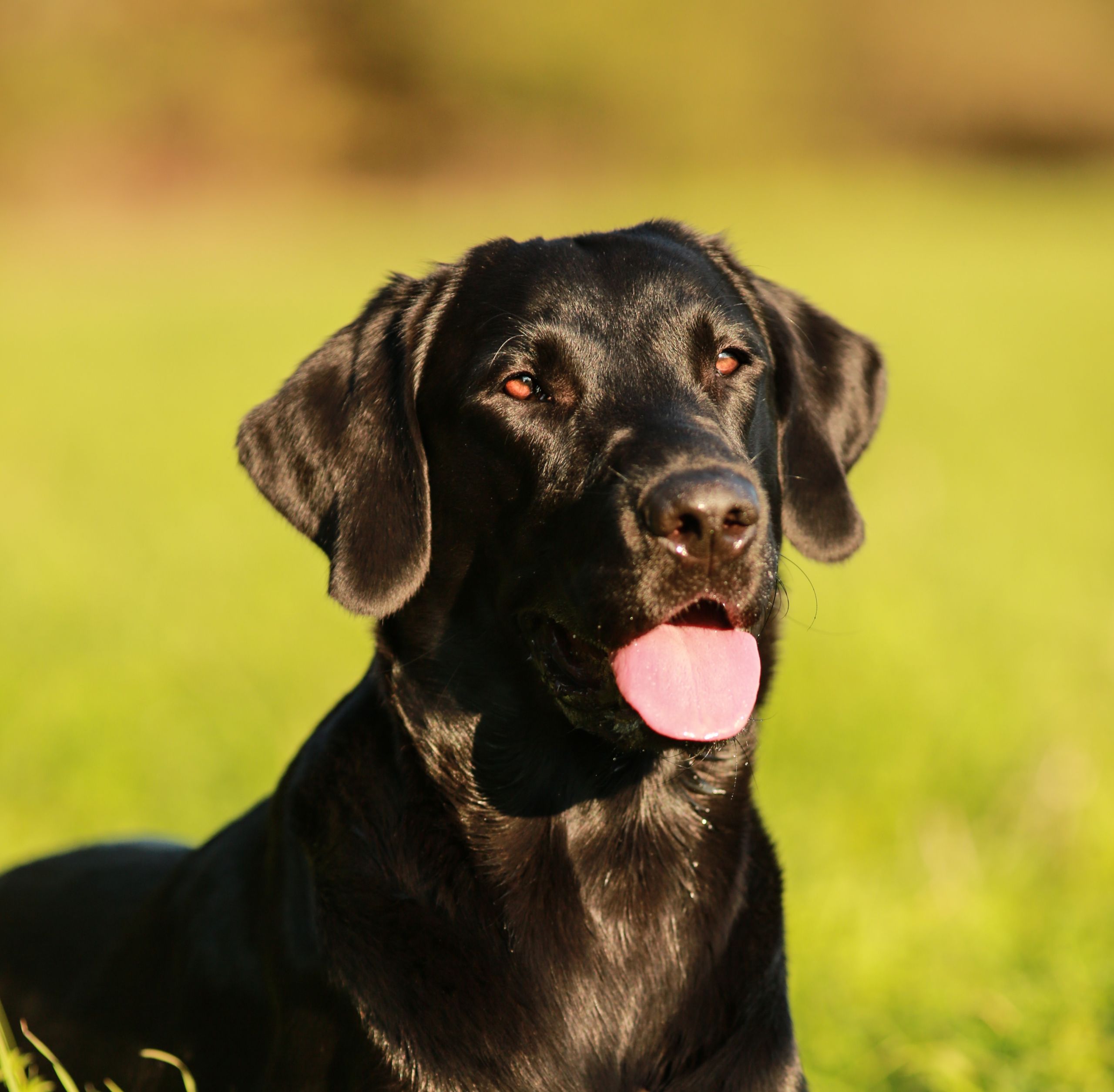 Boon Portrait