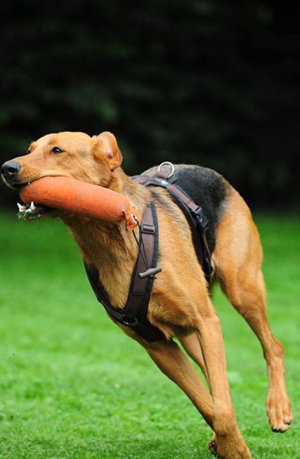 Bonnie beim Dummytraining